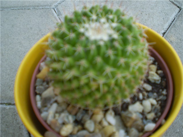 kaktus